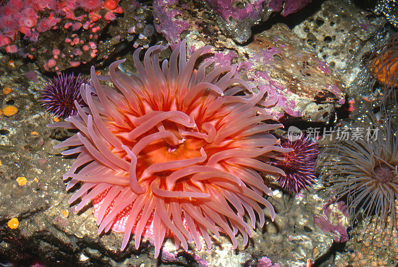 白斑玫瑰海葵，荨麻或Tealia lofotensis，加利福尼亚海岸。